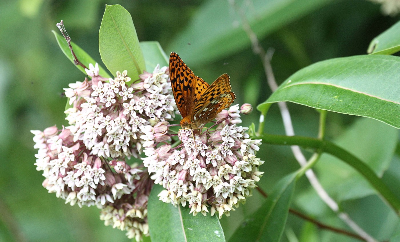 Bird and Butterfly Walk at Sedge Meadow